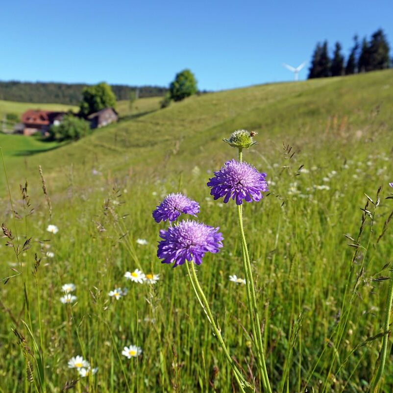 Blumenwiesen in Tennenbronn 31