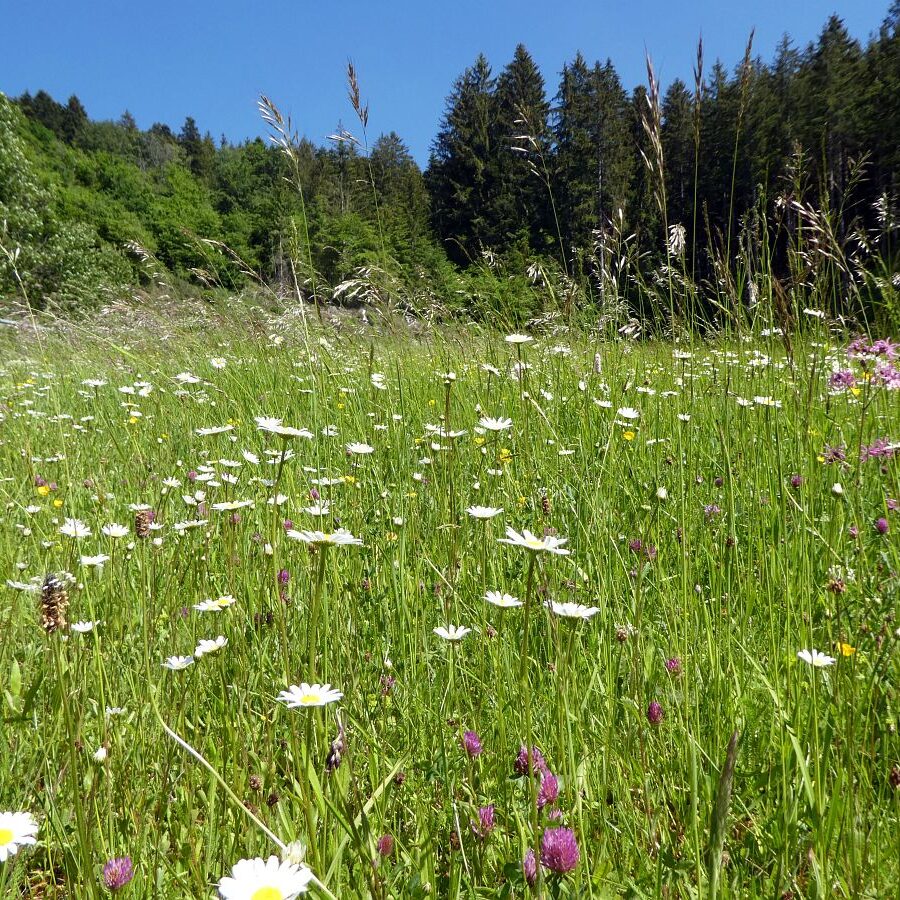 Blumenwiesen in Tennenbronn 32