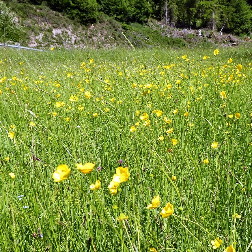Blumenwiesen in Tennenbronn 33