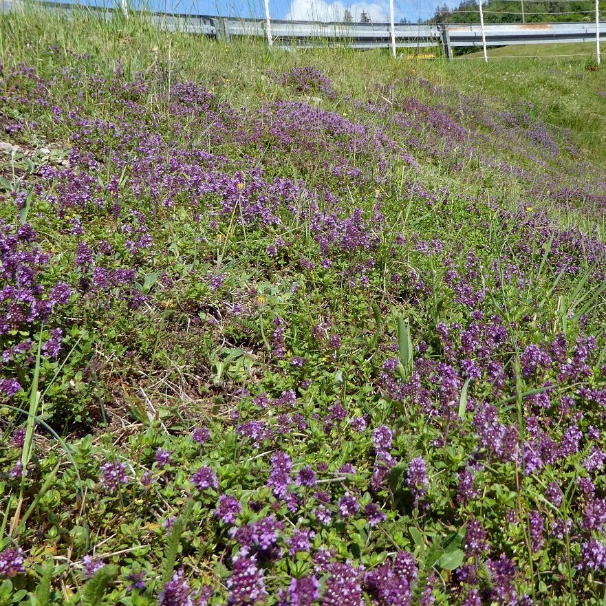 Blumenwiesen in Tennenbronn 34