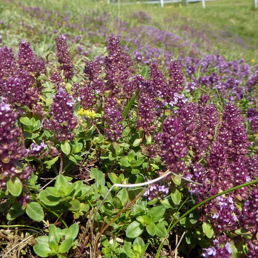 Blumenwiesen in Tennenbronn 35
