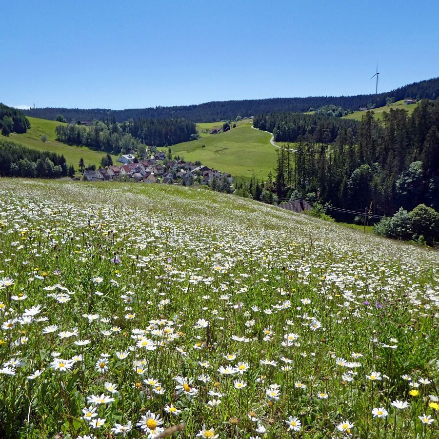 Blumenwiesen in Tennenbronn 36