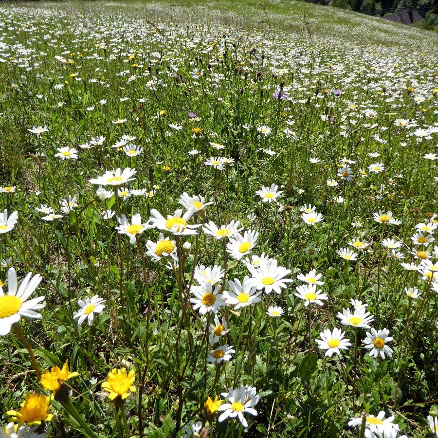 Blumenwiesen in Tennenbronn 37