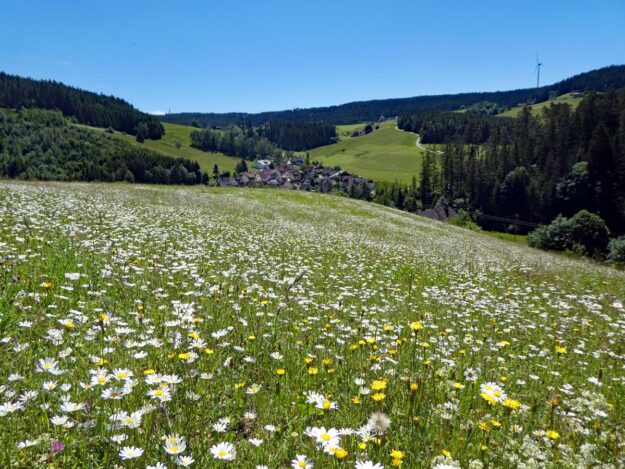 Blumenwiesen in Tennenbronn 38