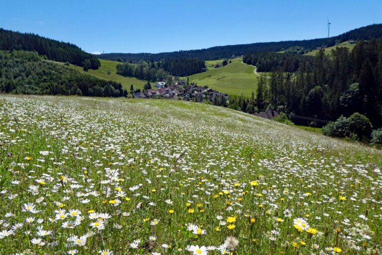 Blumenwiesen in Tennenbronn 38 Blumenwiesen in Tennenbronn 38
