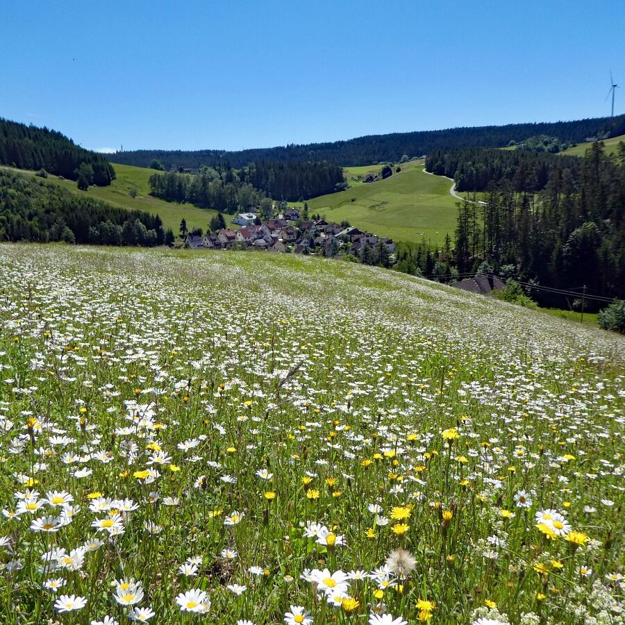 Blumenwiesen in Tennenbronn 38