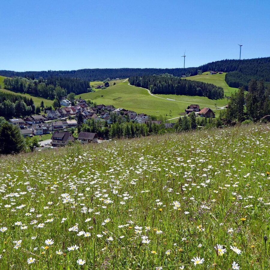 Blumenwiesen in Tennenbronn 39