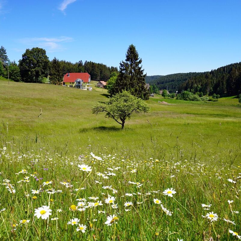 Blumenwiesen in Tennenbronn 4