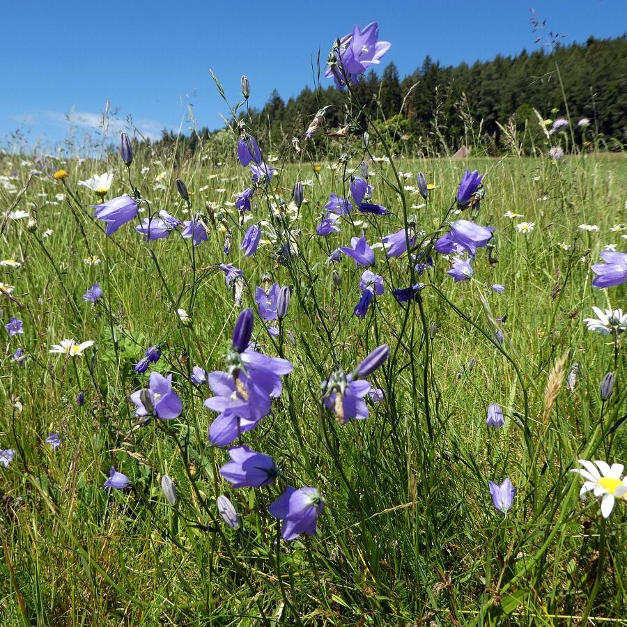 Blumenwiesen in Tennenbronn 41