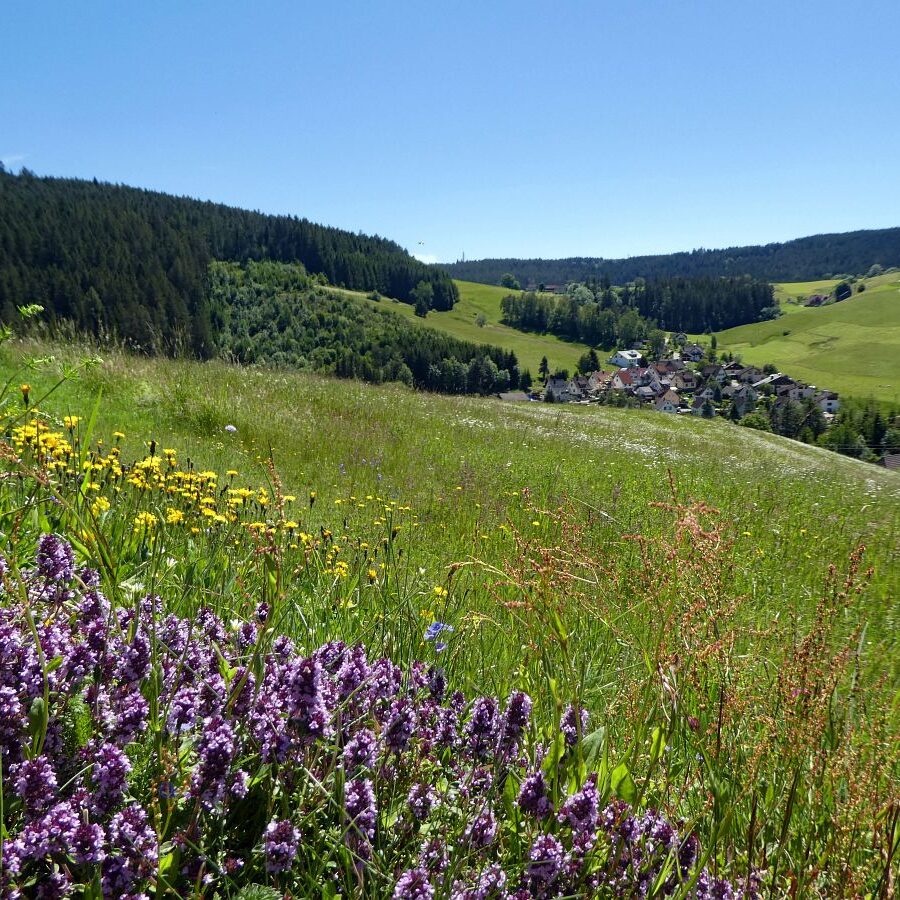 Blumenwiesen in Tennenbronn 43