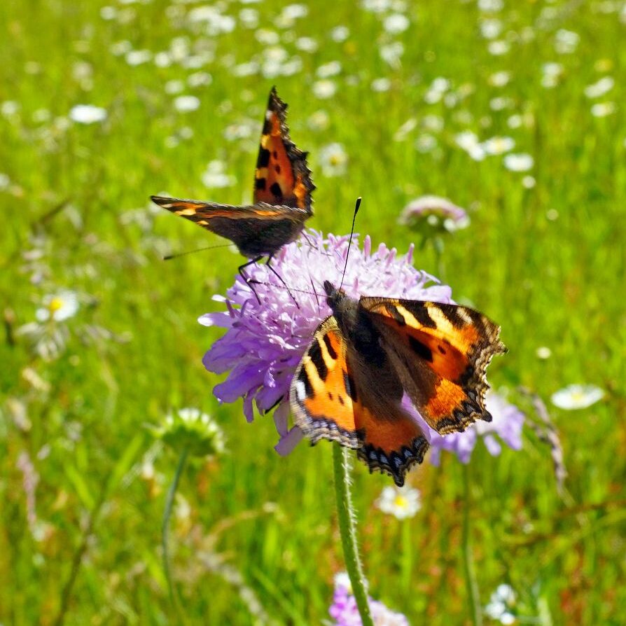 Blumenwiesen in Tennenbronn 5