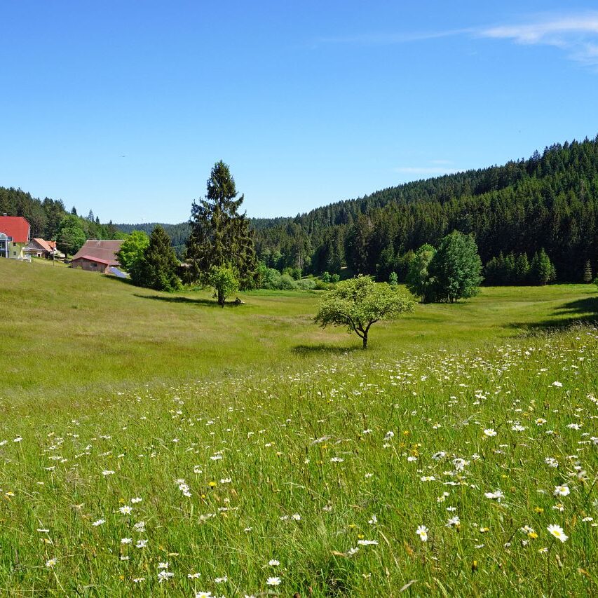 Blumenwiesen in Tennenbronn 6