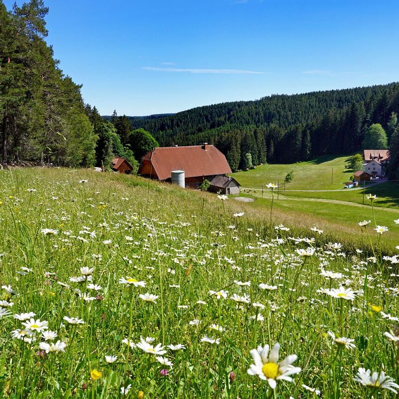 Blumenwiesen in Tennenbronn 7