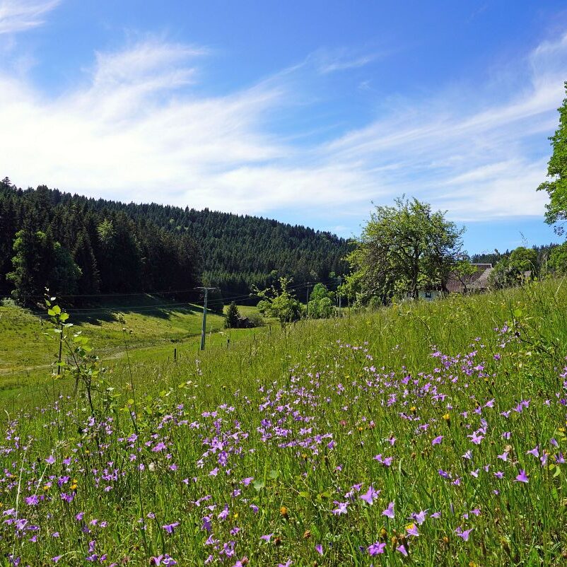 Blumenwiesen in Tennenbronn 8
