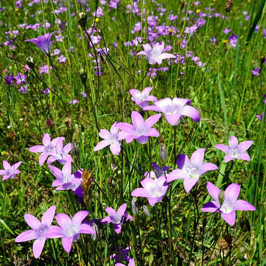 Blumenwiesen in Tennenbronn 9