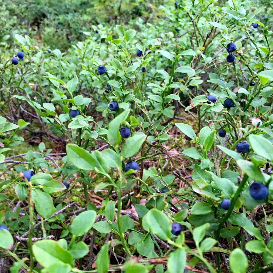 Heidelbeeren in Tennenbronn 1