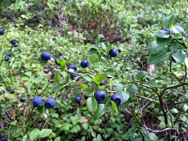 Heidelbeeren in Tennenbronn 2