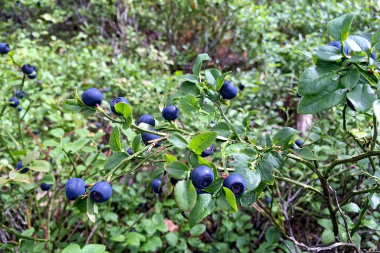 Heidelbeeren in Tennenbronn 2 Heidelbeeren in Tennenbronn 2