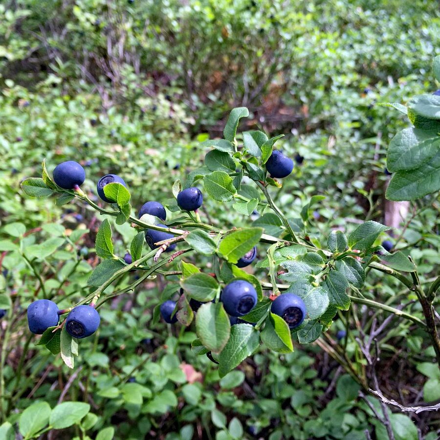 Heidelbeeren in Tennenbronn 2