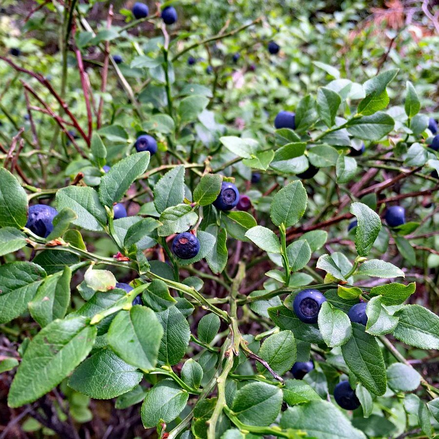 Heidelbeeren in Tennenbronn 3