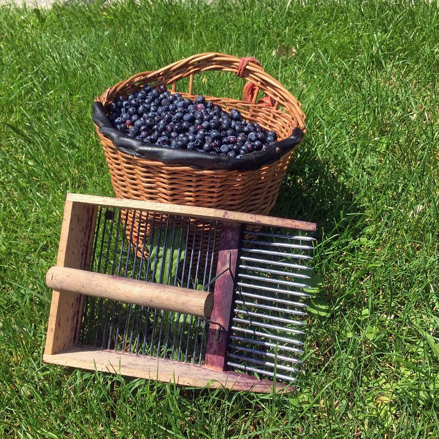 Heidelbeeren in Tennenbronn 4