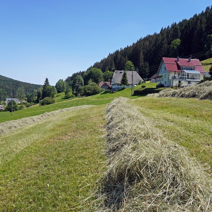 Heuernte in Tennenbronn 1