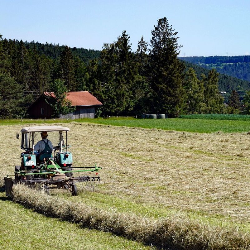 Heuernte in Tennenbronn 11