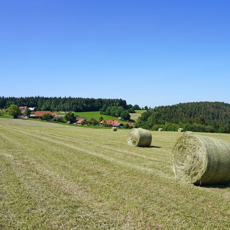 Heuernte in Tennenbronn 15