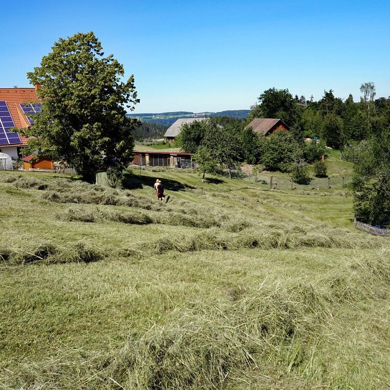 Heuernte in Tennenbronn 18