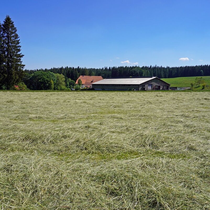 Heuernte in Tennenbronn 2