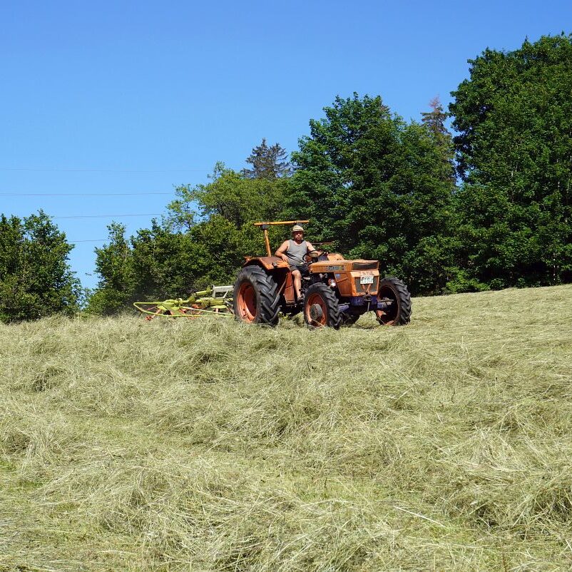Heuernte in Tennenbronn 21