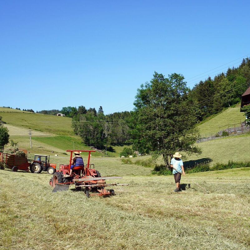 Heuernte in Tennenbronn 23