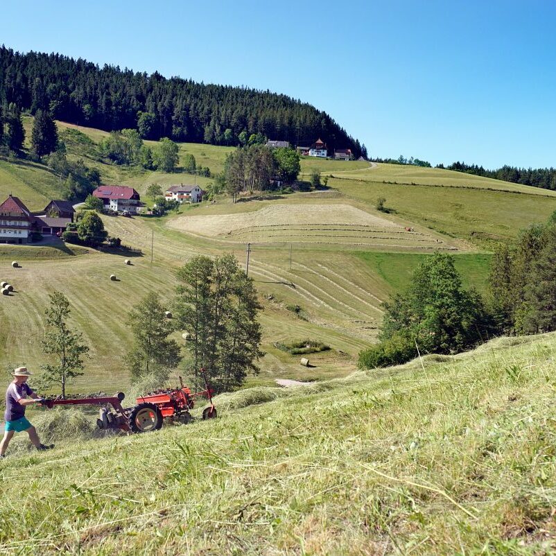 Heuernte in Tennenbronn 26