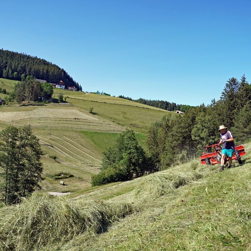 Heuernte in Tennenbronn 27