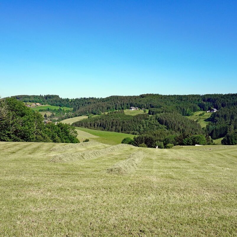 Heuernte in Tennenbronn 28