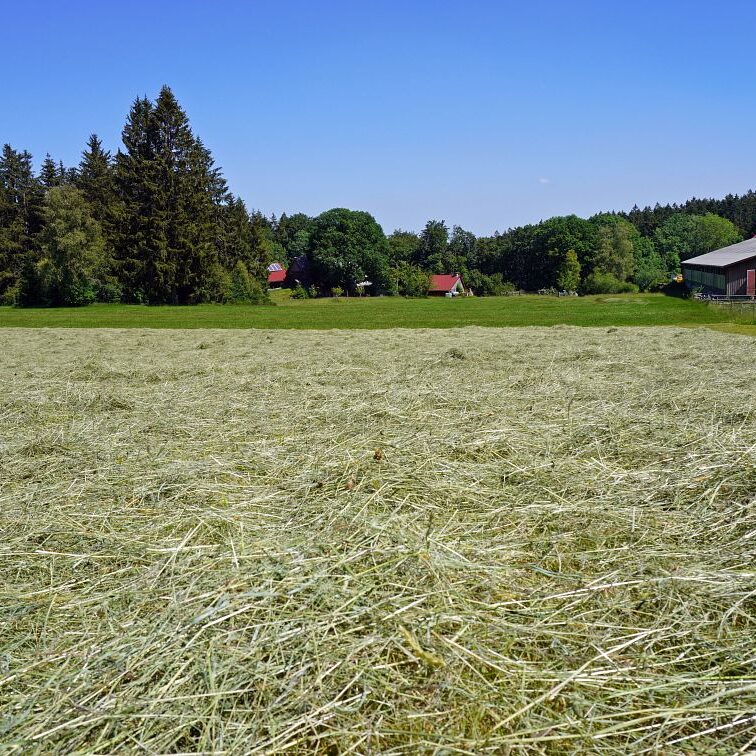 Heuernte in Tennenbronn 3