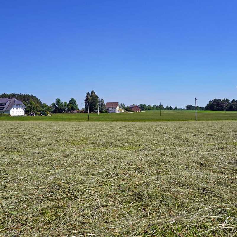 Heuernte in Tennenbronn 5