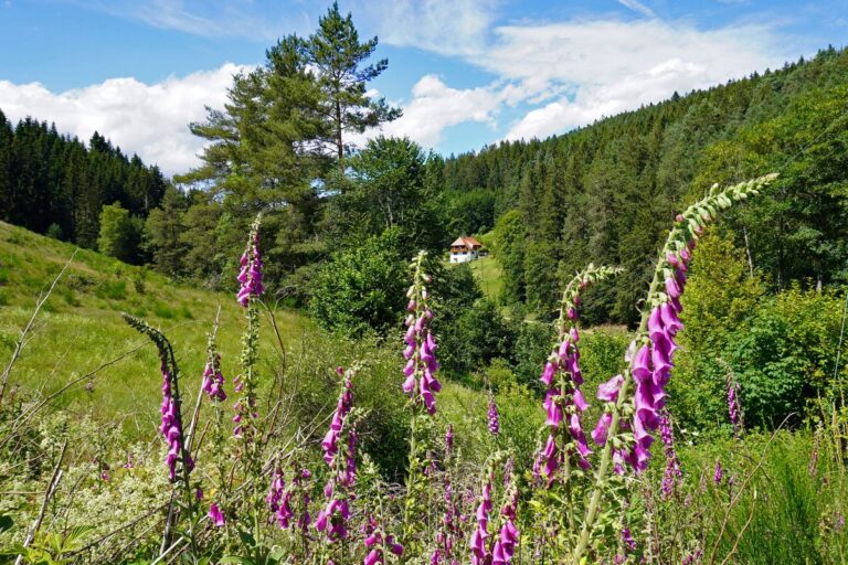 Sommerblumen 4 Sommerblumen 4