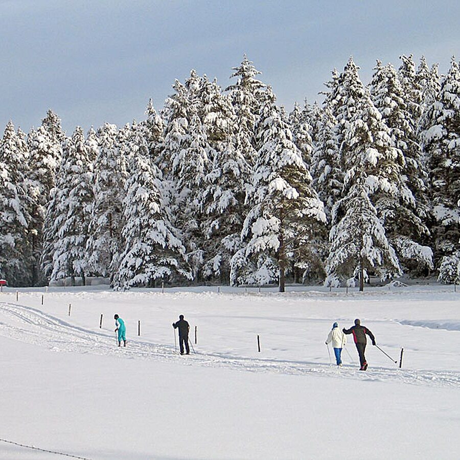 Auerhahn Loipe Tennenbronn 1