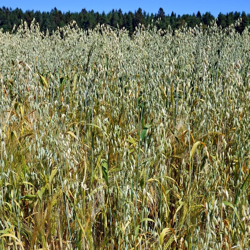 Getreideernte Tennenbronn 1