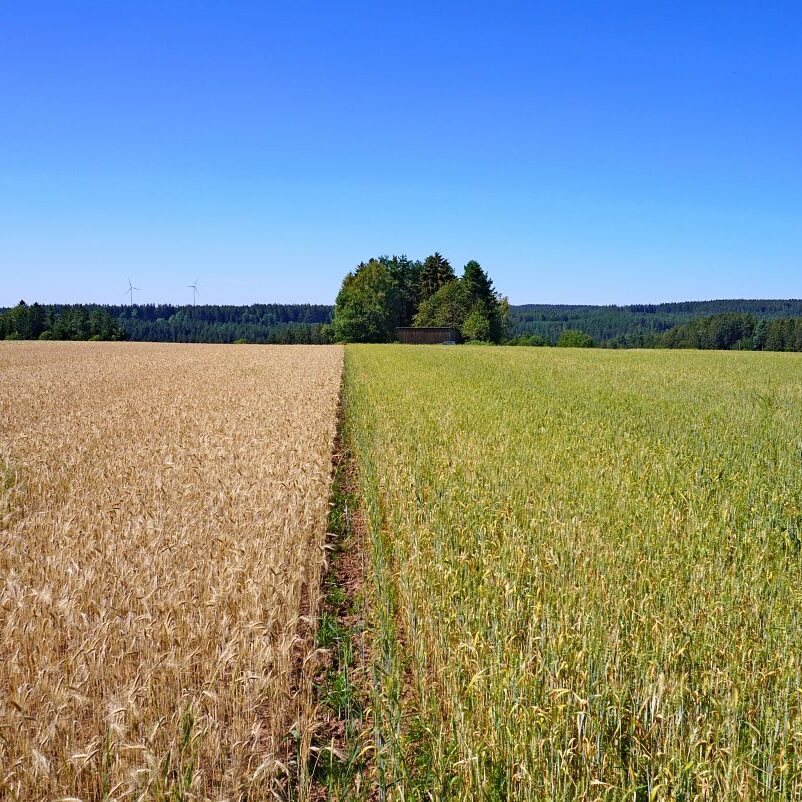 Getreideernte Tennenbronn 10