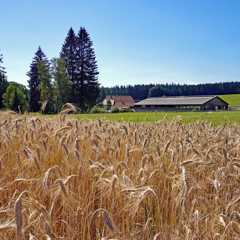 Getreideernte Tennenbronn 11