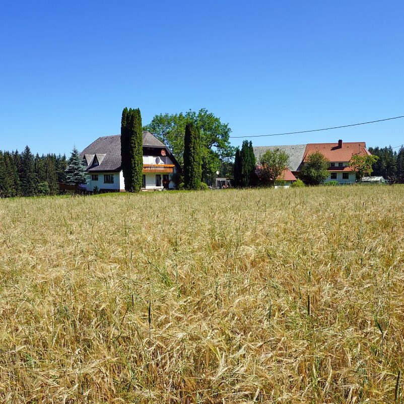 Getreideernte Tennenbronn 12