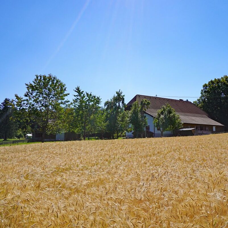 Getreideernte Tennenbronn 13