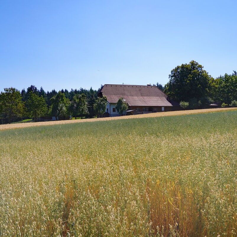 Getreideernte Tennenbronn 14