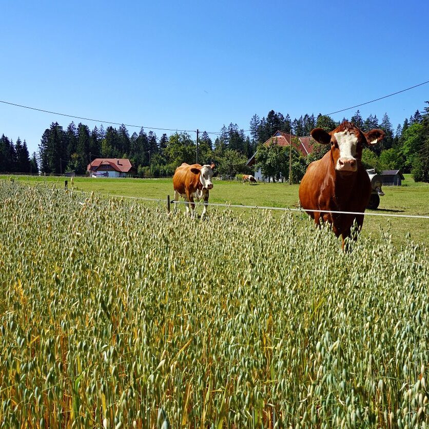 Getreideernte Tennenbronn 15