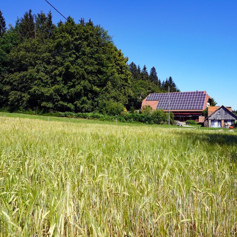 Getreideernte Tennenbronn 16