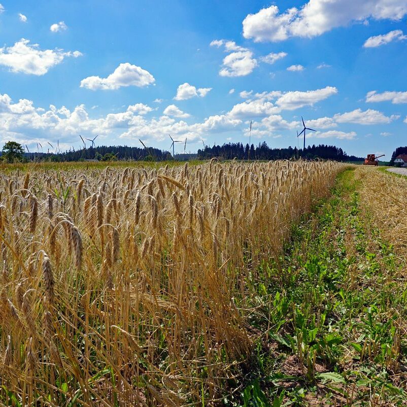 Getreideernte Tennenbronn 17