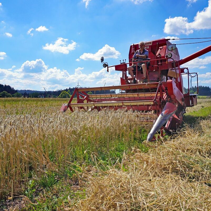 Getreideernte Tennenbronn 18