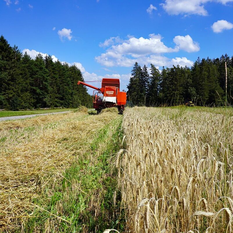 Getreideernte Tennenbronn 19